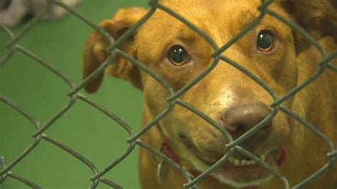 animal shelter on appling|memphis animal shelter adoptable dogs.